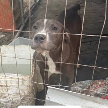 Minnie -  Labrador Retriever and Mixed Breed Dog for Adoption in St. Peters, Missouri - Minnie | PetCurious