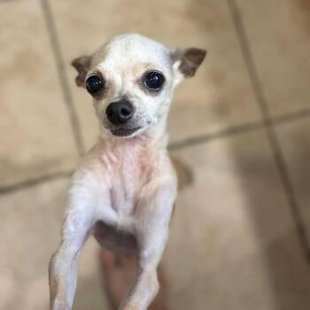 Priscilla -  Chihuahua Dog for Adoption in Park Row, Texas - Priscilla | PetCurious
