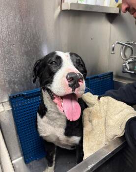 Rescue American Bully Dogs for Adoption in Sunrise, Florida - Eddie Brock | PetCurious