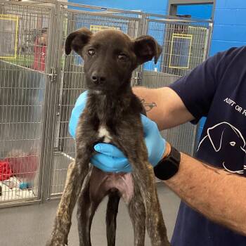 Alexa -  Terrier Dog for Adoption in Montgomery, Alabama - Alexa | PetCurious