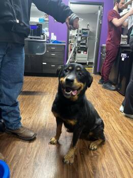 Brandie -  Rottweiler Dog for Adoption - Brandie | PetCurious