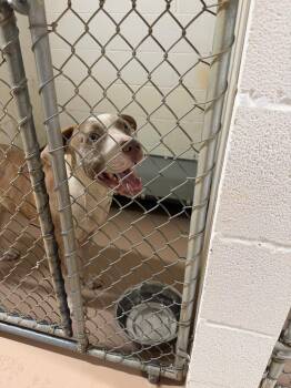 Scalywag -  Pit Bull Terrier Dog for Adoption in Nacogdoches, Texas - Scalywag | PetCurious