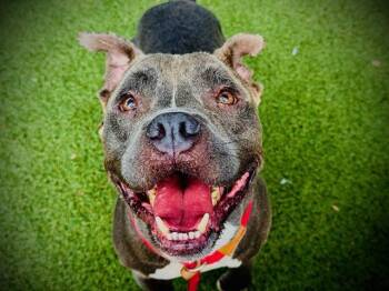 HOMIE -  Pit Bull Terrier Dog for Adoption in Orlando, Florida - HOMIE | PetCurious