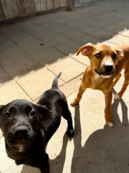 NP 5 -  Labrador Retriever and Mixed Breed Dog for Adoption in Muskegon, Michigan - NP 5 | PetCurious
