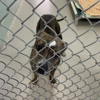 Mixed Breed Dogs Available for Adoption in Vineland, New Jersey - Prince | PetCurious