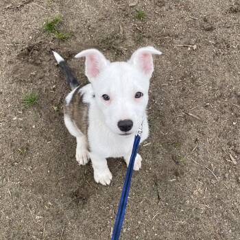 Pit Bull Terrier Dogs Available for Adoption - BB | PetCurious