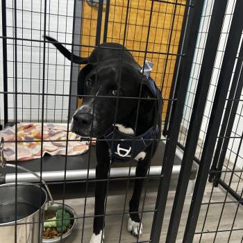 Black Labrador Retriever and Mixed Breed Dogs Available for Adoption in St. Louis, Missouri - Aldi | PetCurious