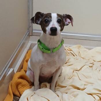 Rescue Jack Russell Terrier Dogs for Adoption in Pawleys Island, South Carolina - Etta | PetCurious