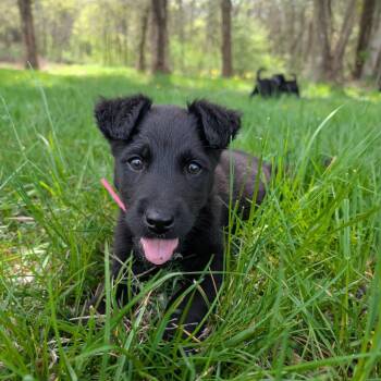 Airedale Terrier Dogs Available for Adoption - Natasha | PetCurious