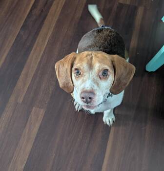 Beagle Dogs Available for Adoption in Oswego, Illinois - Benny | PetCurious