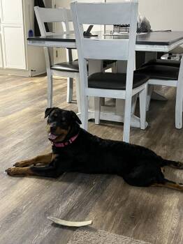 Rottweiler Dogs Available for Adoption - Juliette | PetCurious