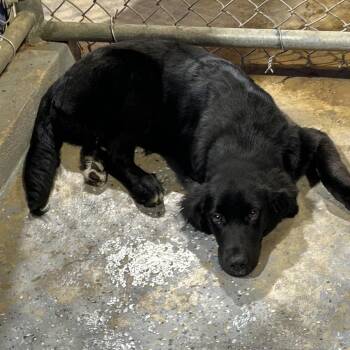 Black Labrador Retriever and Mixed Breed Dogs Available for Adoption in Houston, Texas - Liv | PetCurious