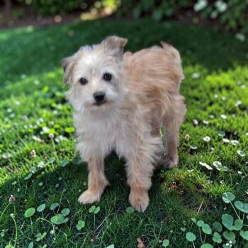 Paco -  Cairn Terrier and Norfolk Terrier Dog for Adoption in San Diego, California - Paco | PetCurious