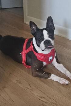 Rescue Boston Terrier Dogs for Adoption in Waukesha, Wisconsin - Aurora | PetCurious