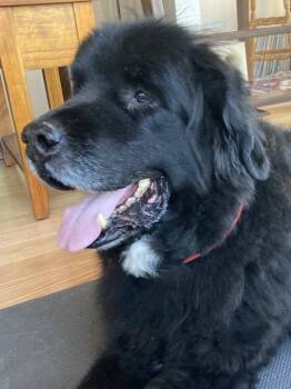 Newfoundland Dog Dogs Available for Adoption in Ledyard, Connecticut - Banksy | PetCurious
