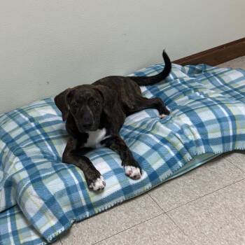 Wilma -  Mixed Breed Dog for Adoption in Douglas, Massachusetts - Wilma | PetCurious