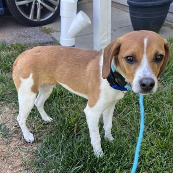 Beagle Dogs Available for Adoption in Rockville, Maryland - Yoshi | PetCurious