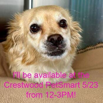 Pomeranian and Mixed Breed Dogs Available for Adoption in Matteson, Illinois - Zinnia | PetCurious