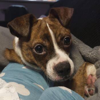 Boston Terrier Dogs Available for Adoption - Tiger | PetCurious
