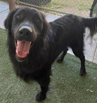Whiskey -  Golden Retriever and Labrador Retriever Dog for Adoption in Midland, Texas - Whiskey | PetCurious