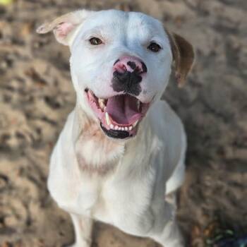 Mixed Breed Dogs Available for Adoption - Sig | PetCurious