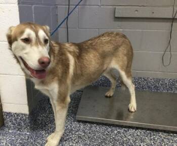 A1938554 -  Siberian Husky Dog for Adoption in Thousand Palms, California - A1938554 | PetCurious