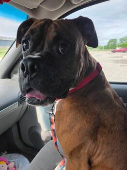 Bohdi -  Boxer Dog for Adoption in Plainfield, Wisconsin - Bohdi | PetCurious