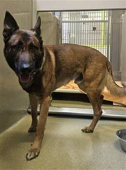 German Shepherd Dog Dogs Available for Adoption - JAX | PetCurious
