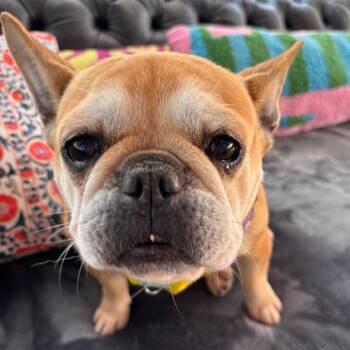 French Bulldog Dogs Available for Adoption in San Francisco, California - Cabbage Patch 14011 | PetCurious