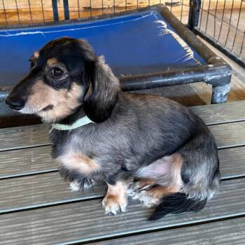 AVAILABLE  8/30 ZOE -  Dachshund Dog for Adoption in Loves Park, Illinois - AVAILABLE  8/30 ZOE | PetCurious