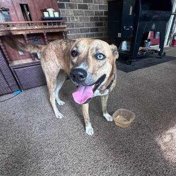 Charlie -  Mixed Breed Dog for Adoption in Rossville, Georgia - Charlie | PetCurious