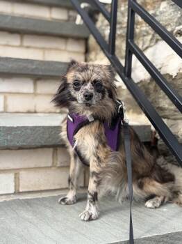 Mackie -  Chihuahua and Pomeranian Dog for Adoption in Shermans Dale, Pennsylvania - Mackie | PetCurious