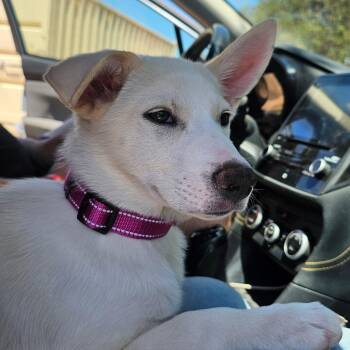 Arctic -  Siberian Husky and Cattle Dog Dog for Adoption in Oceanside, California - Arctic | PetCurious