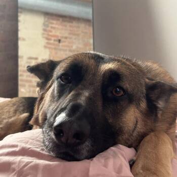 Xena -  German Shepherd Dog Dog for Adoption in Chicago, Illinois - Xena | PetCurious