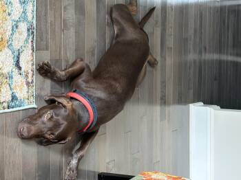 Choco -  Chocolate Labrador Retriever Dog for Adoption in Glen Rock, New Jersey - Choco | PetCurious