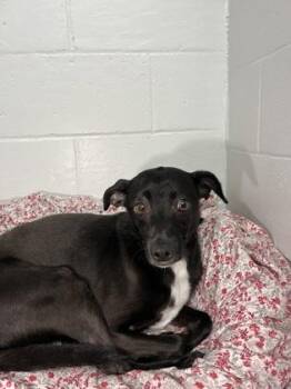 Pongo -  Chihuahua and Mixed Breed Dog for Adoption in Elmira, New York - Pongo | PetCurious