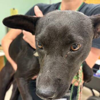 Labrador Retriever and Rottweiler Dogs Available for Adoption in Austin, Texas - Lady Danbury | PetCurious