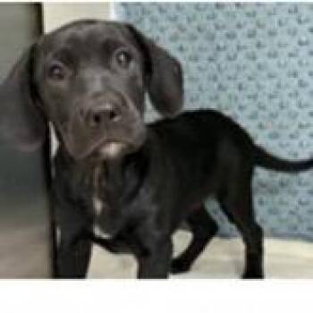 Labrador Retriever and Mixed Breed Dogs Available for Adoption in Tampa, Florida - Beam | PetCurious