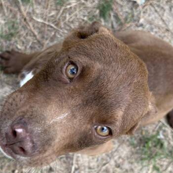 Labrador Retriever Dogs Available for Adoption in Claxton, Georgia - Lex | PetCurious