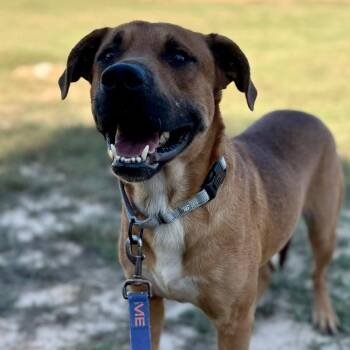 Jaxon -  Black Mouth Cur and Mixed Breed Dog for Adoption in Marshall, Texas - Jaxon | PetCurious