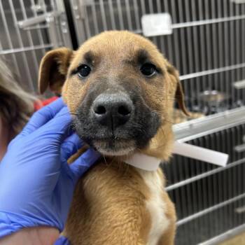 Shepherd Dogs Available for Adoption - Dave | PetCurious