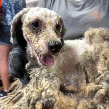 Victor -  Poodle Dog for Adoption in Columbia, South Carolina - Victor | PetCurious