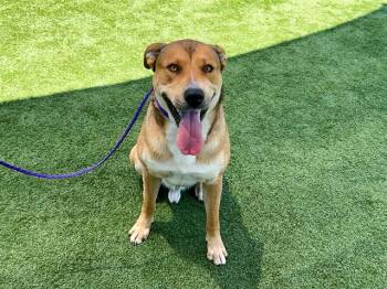 GAVIN -  Labrador Retriever and Mixed Breed Dog for Adoption in Tustin, California - GAVIN | PetCurious