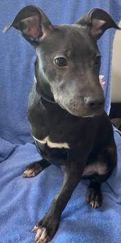 Denver -  Labrador Retriever and Terrier Dog for Adoption in Newport, Kentucky - Denver | PetCurious