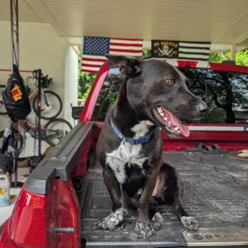 Sirius Black -  Cattle Dog and Beagle Dog for Adoption in Aberdeen, North Carolina - Sirius Black | PetCurious