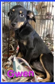 Rescue Mixed Breed Dogs for Adoption in Greenville, North Carolina - Gwen | PetCurious