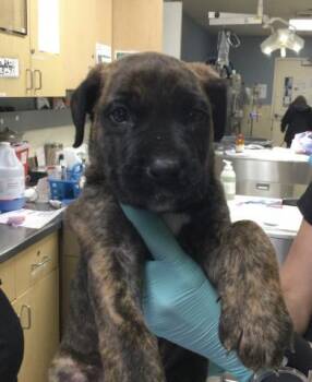 DRACO -  German Shepherd Dog and Australian Shepherd Dog for Adoption in Riverside, California - DRACO | PetCurious
