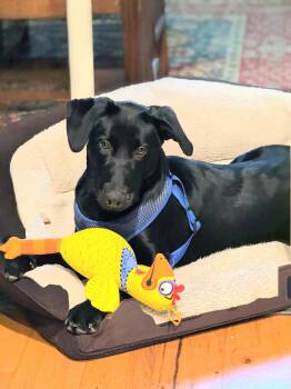 Rescue Black Labrador Retriever Dogs for Adoption - Jet | PetCurious