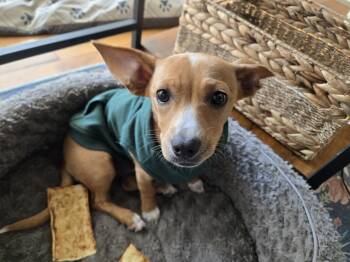 Rescue Chihuahua and Corgi Dogs for Adoption in Plymouth, Michigan - Phoebe (PW 1700) | PetCurious