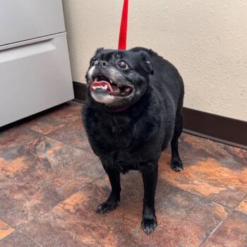 Pug Dogs Available for Adoption - Bonnie | PetCurious